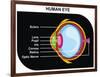 Human Eye Cross-Section-udaix-Framed Art Print