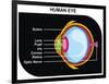 Human Eye Cross-Section-udaix-Framed Art Print