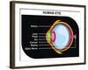 Human Eye Cross-Section-udaix-Framed Art Print