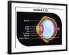 Human Eye Cross-Section-udaix-Framed Art Print