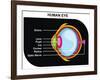 Human Eye Cross-Section-udaix-Framed Art Print