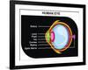 Human Eye Cross-Section-udaix-Framed Art Print