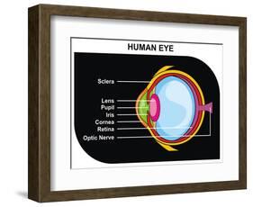 Human Eye Cross-Section-udaix-Framed Art Print