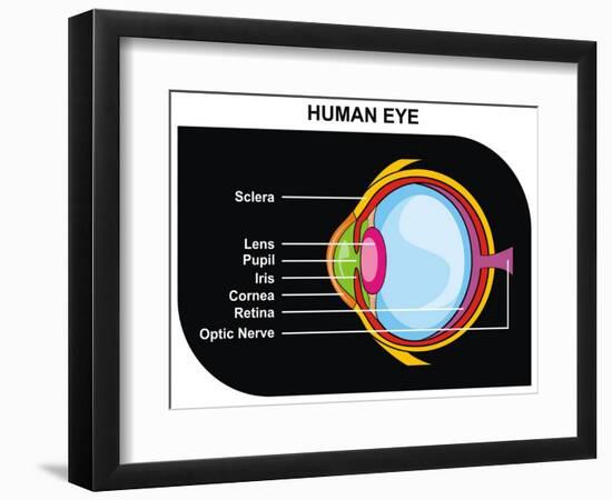 Human Eye Cross-Section-udaix-Framed Art Print