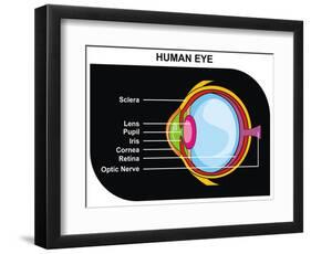 Human Eye Cross-Section-udaix-Framed Art Print