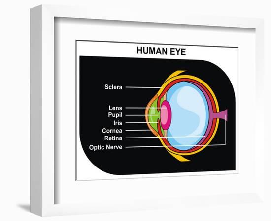 Human Eye Cross-Section-udaix-Framed Art Print