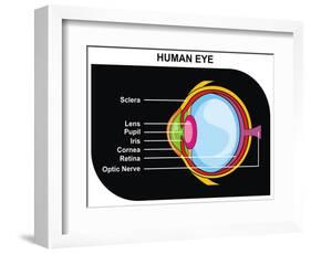 Human Eye Cross-Section-udaix-Framed Art Print