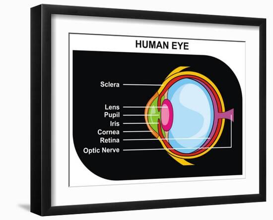 Human Eye Cross-Section-udaix-Framed Art Print