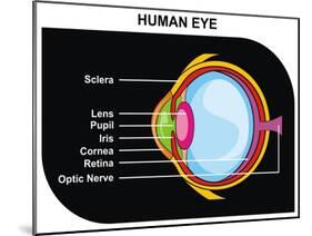 Human Eye Cross-Section-udaix-Mounted Art Print