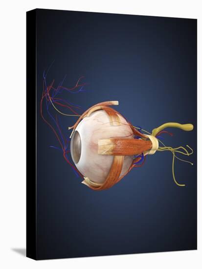 Human Eye with Muscles and Circulatory System-Stocktrek Images-Stretched Canvas