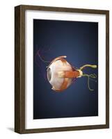 Human Eye with Muscles and Circulatory System-Stocktrek Images-Framed Art Print
