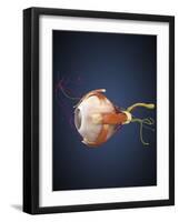 Human Eye with Muscles and Circulatory System-Stocktrek Images-Framed Art Print