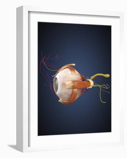 Human Eye with Muscles and Circulatory System-Stocktrek Images-Framed Art Print