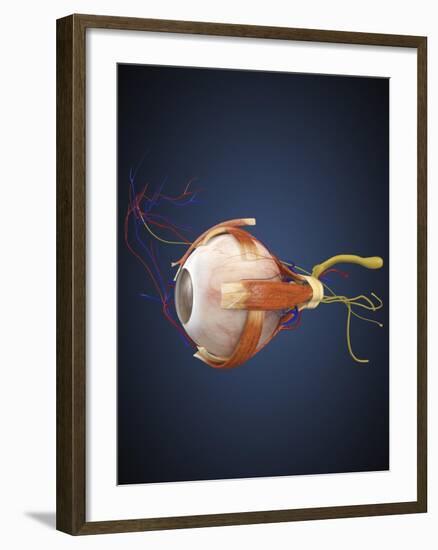Human Eye with Muscles and Circulatory System-Stocktrek Images-Framed Art Print