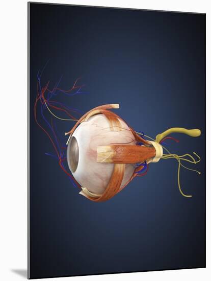 Human Eye with Muscles and Circulatory System-Stocktrek Images-Mounted Art Print