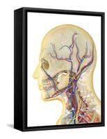 Human Face and Neck Area with Nervous System, Lymphatic System and Circulatory System-Stocktrek Images-Framed Stretched Canvas