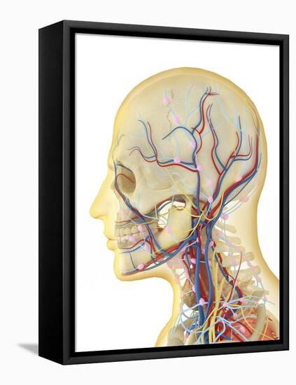 Human Face and Neck Area with Nervous System, Lymphatic System and Circulatory System-Stocktrek Images-Framed Stretched Canvas