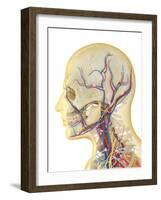 Human Face and Neck Area with Nervous System, Lymphatic System and Circulatory System-Stocktrek Images-Framed Art Print