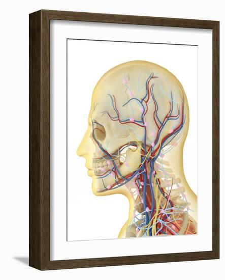 Human Face and Neck Area with Nervous System, Lymphatic System and Circulatory System-Stocktrek Images-Framed Art Print