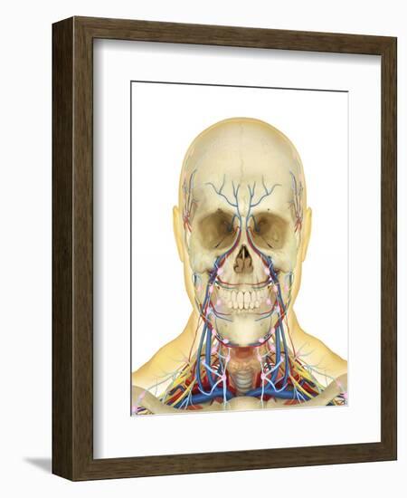 Human Face and Neck Area with Nervous System, Lymphatic System and Circulatory System-Stocktrek Images-Framed Art Print