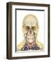 Human Face and Neck Area with Nervous System, Lymphatic System and Circulatory System-Stocktrek Images-Framed Art Print