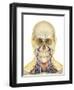 Human Face and Neck Area with Nervous System, Lymphatic System and Circulatory System-Stocktrek Images-Framed Art Print