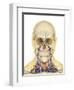 Human Face and Neck Area with Nervous System, Lymphatic System and Circulatory System-Stocktrek Images-Framed Art Print