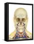 Human Face and Neck Area with Nervous System, Lymphatic System and Circulatory System-Stocktrek Images-Framed Stretched Canvas