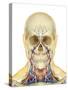 Human Face and Neck Area with Nervous System, Lymphatic System and Circulatory System-Stocktrek Images-Stretched Canvas