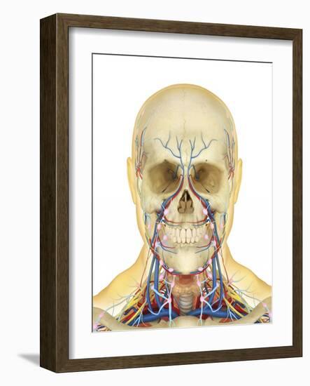 Human Face and Neck Area with Nervous System, Lymphatic System and Circulatory System-Stocktrek Images-Framed Art Print