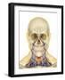 Human Face and Neck Area with Nervous System, Lymphatic System and Circulatory System-Stocktrek Images-Framed Art Print