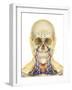 Human Face and Neck Area with Nervous System, Lymphatic System and Circulatory System-Stocktrek Images-Framed Art Print