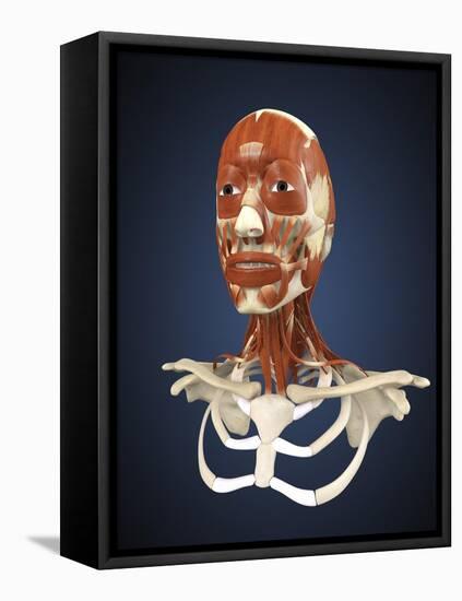 Human Face with Bone and Muscles-Stocktrek Images-Framed Stretched Canvas
