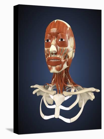 Human Face with Bone and Muscles-Stocktrek Images-Stretched Canvas