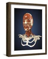 Human Face with Bone and Muscles-Stocktrek Images-Framed Art Print