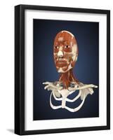 Human Face with Bone and Muscles-Stocktrek Images-Framed Art Print