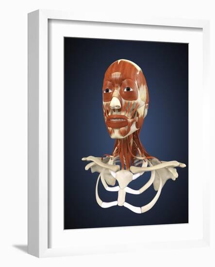 Human Face with Bone and Muscles-Stocktrek Images-Framed Art Print