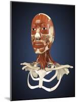 Human Face with Bone and Muscles-Stocktrek Images-Mounted Art Print