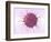 Human Fertilisation, Artwork-David Mack-Framed Premium Photographic Print