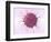 Human Fertilisation, Artwork-David Mack-Framed Premium Photographic Print