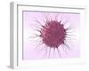 Human Fertilisation, Artwork-David Mack-Framed Premium Photographic Print