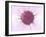 Human Fertilisation, Artwork-David Mack-Framed Photographic Print