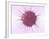 Human Fertilisation, Artwork-David Mack-Framed Photographic Print