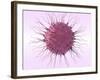 Human Fertilisation, Artwork-David Mack-Framed Photographic Print