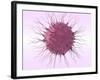 Human Fertilisation, Artwork-David Mack-Framed Photographic Print