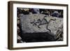 Human Figures, Stone Engraving, Puako Petroglyph Archaeological District, Hawaii, United States-null-Framed Giclee Print