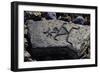 Human Figures, Stone Engraving, Puako Petroglyph Archaeological District, Hawaii, United States-null-Framed Giclee Print