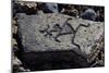 Human Figures, Stone Engraving, Puako Petroglyph Archaeological District, Hawaii, United States-null-Mounted Giclee Print