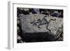 Human Figures, Stone Engraving, Puako Petroglyph Archaeological District, Hawaii, United States-null-Framed Premium Giclee Print