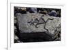 Human Figures, Stone Engraving, Puako Petroglyph Archaeological District, Hawaii, United States-null-Framed Giclee Print